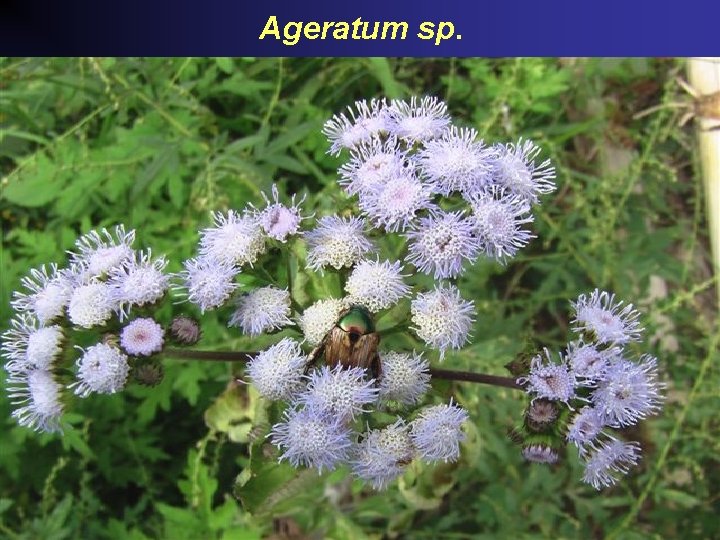 Ageratum sp. 