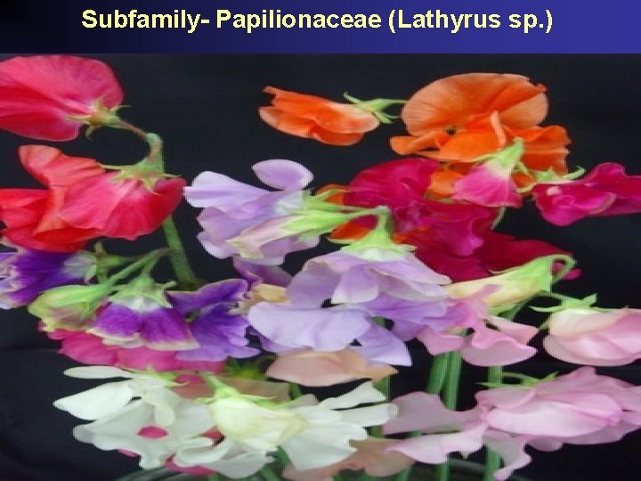 Subfamily- Papilionaceae (Lathyrus sp. ) 