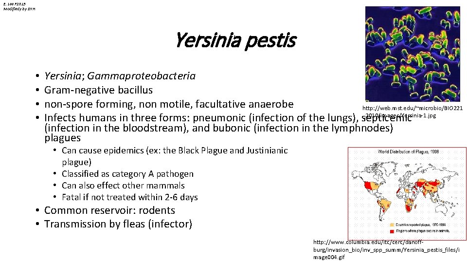 E. Lee F 2013 Modifiedy by DYH Yersinia pestis • • Yersinia; Gammaproteobacteria Gram-negative