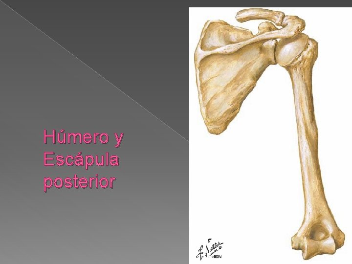 Húmero y Escápula posterior 