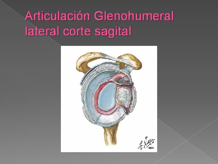 Articulación Glenohumeral lateral corte sagital 