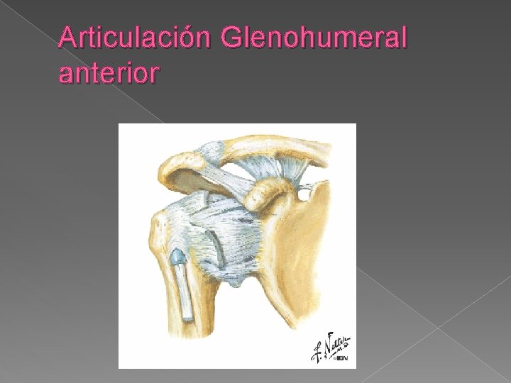 Articulación Glenohumeral anterior 