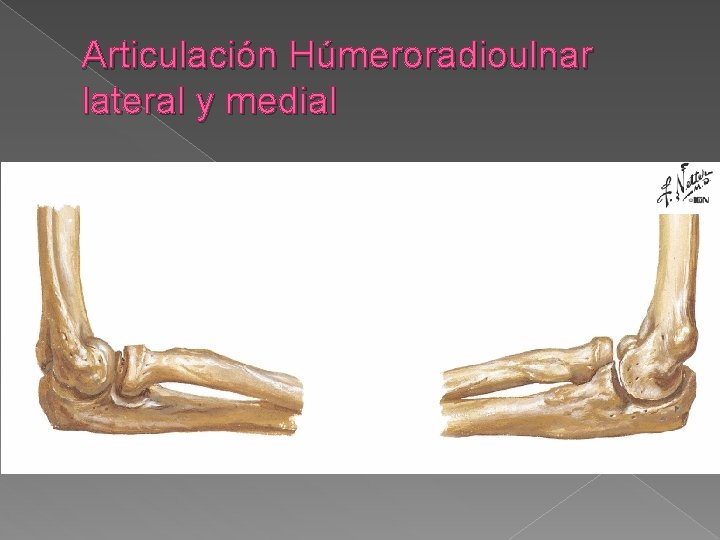Articulación Húmeroradioulnar lateral y medial 
