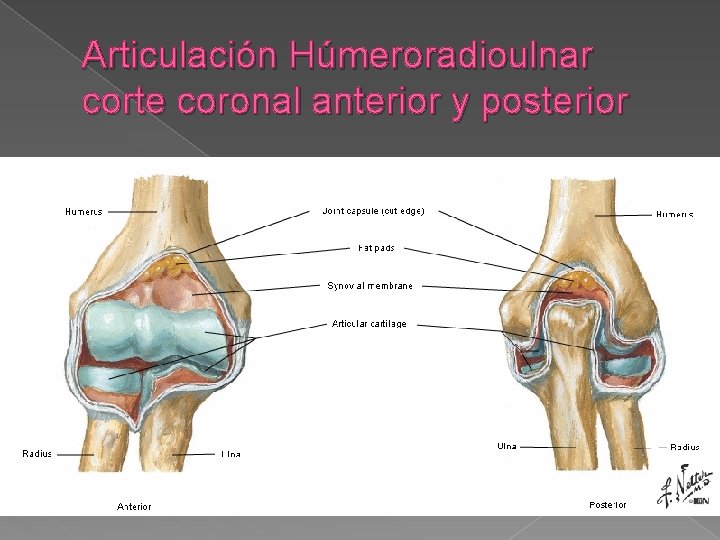 Articulación Húmeroradioulnar corte coronal anterior y posterior 