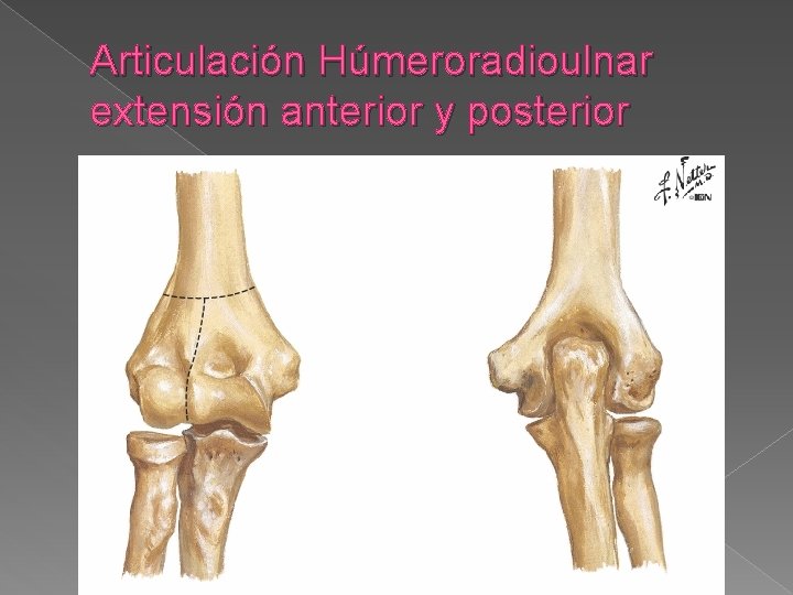 Articulación Húmeroradioulnar extensión anterior y posterior 