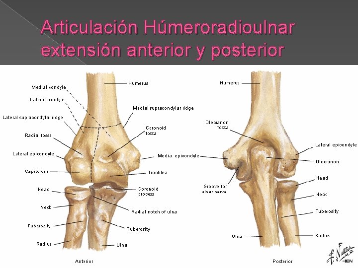 Articulación Húmeroradioulnar extensión anterior y posterior 