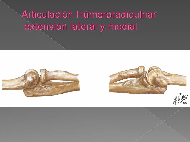 Articulación Húmeroradioulnar extensión lateral y medial 