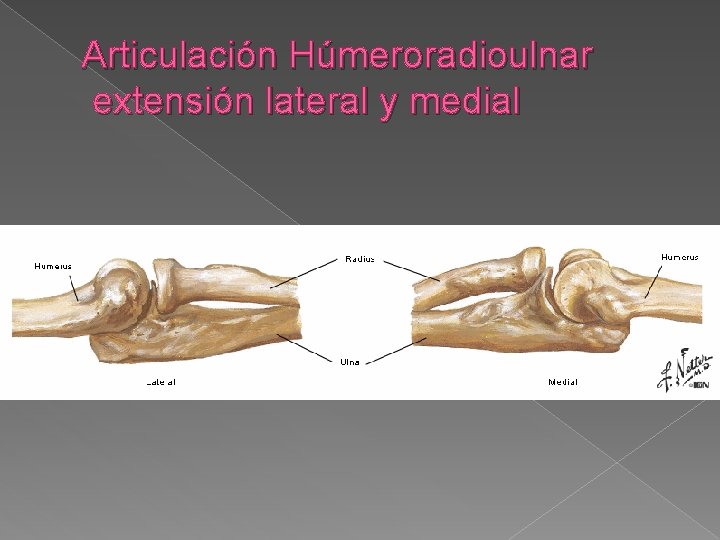 Articulación Húmeroradioulnar extensión lateral y medial 
