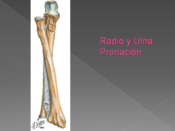 Radio y Ulna Pronación 
