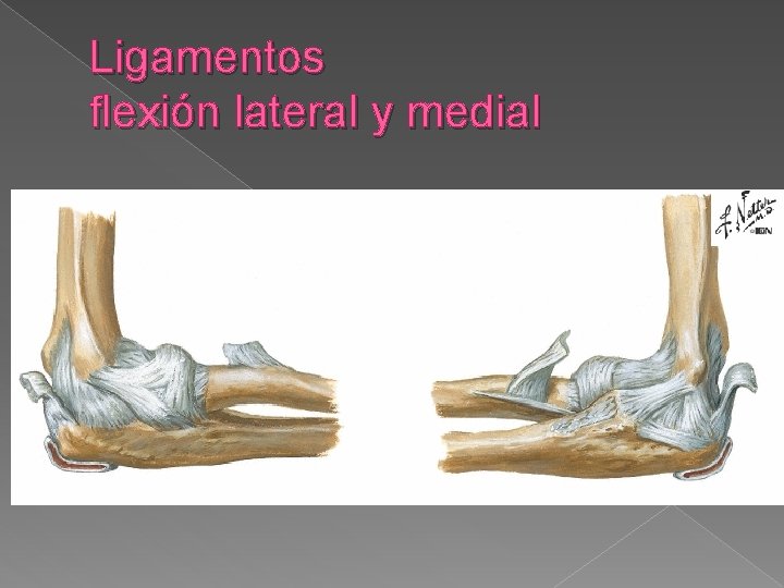 Ligamentos flexión lateral y medial 