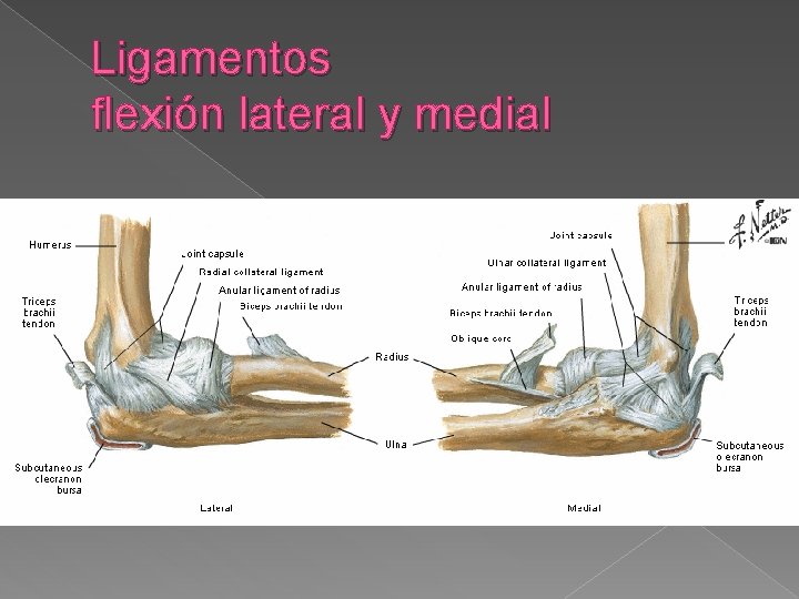 Ligamentos flexión lateral y medial 