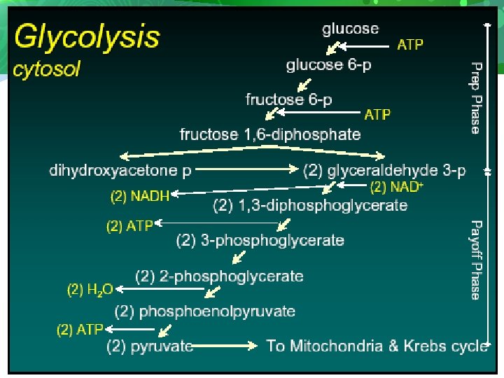 Chapter 5 Respiration Respiration P Definition The Oxidative