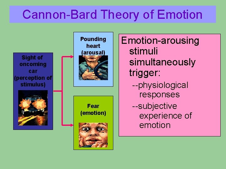 Cannon-Bard Theory of Emotion Sight of oncoming car (perception of stimulus) Pounding heart (arousal) Cannon-Bard Theory of Emotion Sight of oncoming car (perception of stimulus) Pounding heart (arousal)