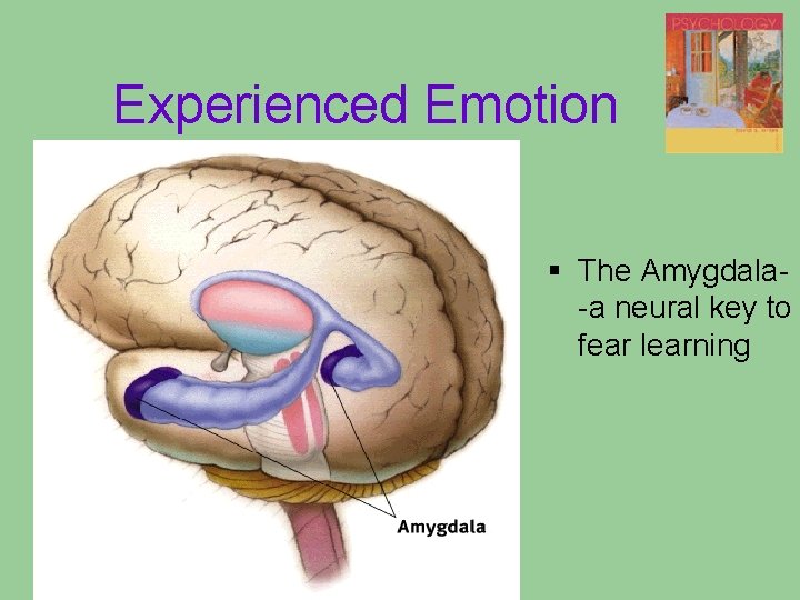 Experienced Emotion § The Amygdala-a neural key to fear learning Experienced Emotion § The Amygdala-a neural key to fear learning