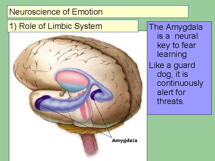 Neuroscience of Emotion 1) Role of Limbic System The Amygdala is a neural key Neuroscience of Emotion 1) Role of Limbic System The Amygdala is a neural key