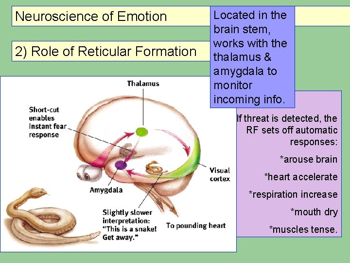 Neuroscience of Emotion 2) Role of Reticular Formation Located in the brain stem, works Neuroscience of Emotion 2) Role of Reticular Formation Located in the brain stem, works