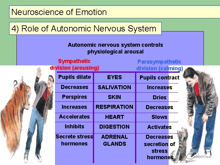 Neuroscience of Emotion 4) Role of Autonomic Nervous System Autonomic nervous system controls physiological Neuroscience of Emotion 4) Role of Autonomic Nervous System Autonomic nervous system controls physiological