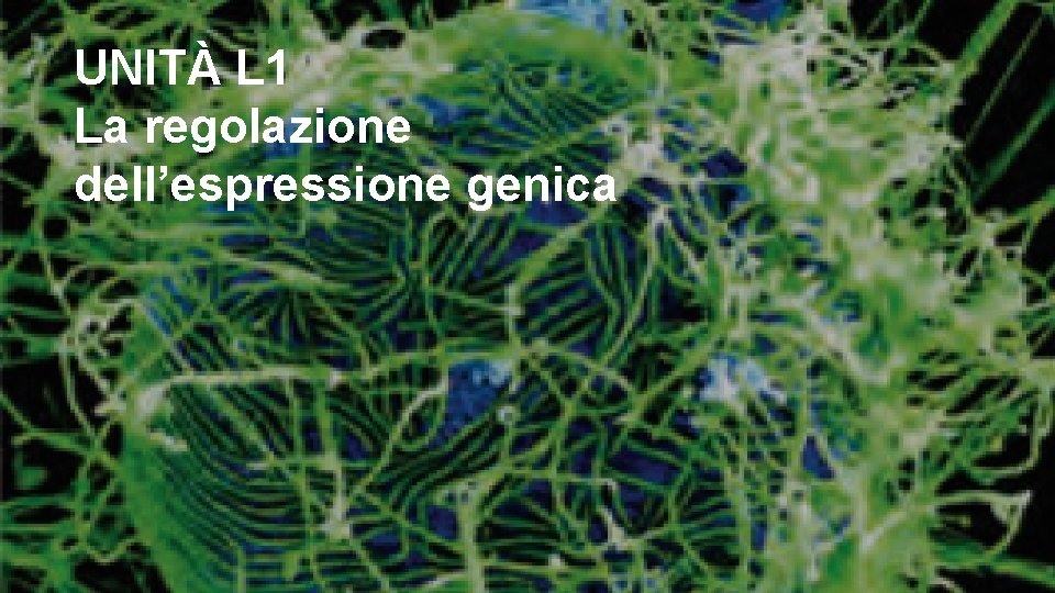 UNITÀ L 1 La regolazione dell’espressione genica 