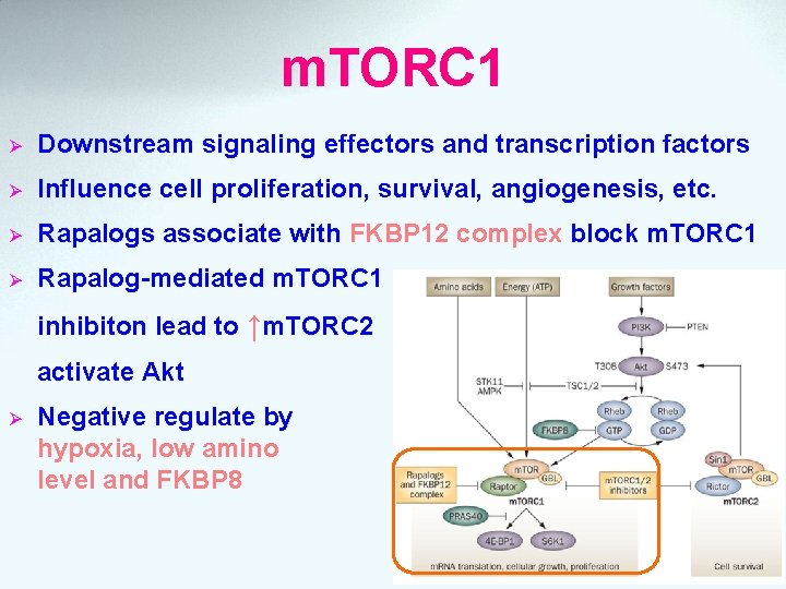 m. TORC 1 Ø Downstream signaling effectors and transcription factors Ø Influence cell proliferation,