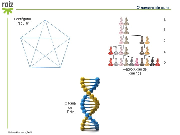 O número de ouro 1 Pentágono regular 1 2 3 5 Reprodução de coelhos