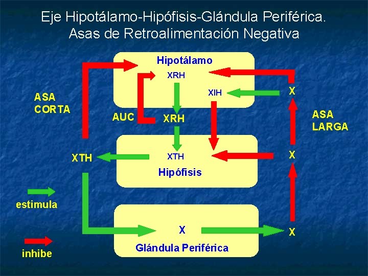 Eje Hipotálamo-Hipófisis-Glándula Periférica. Asas de Retroalimentación Negativa Hipotálamo XRH XIH ASA CORTA AUC XTH