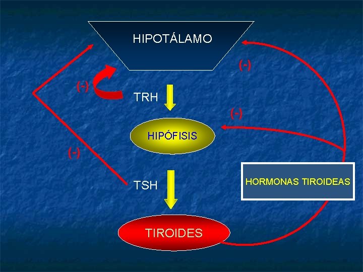 HIPOTÁLAMO (-) TRH (-) HIPÓFISIS (-) TSH TIROIDES HORMONAS TIROIDEAS 