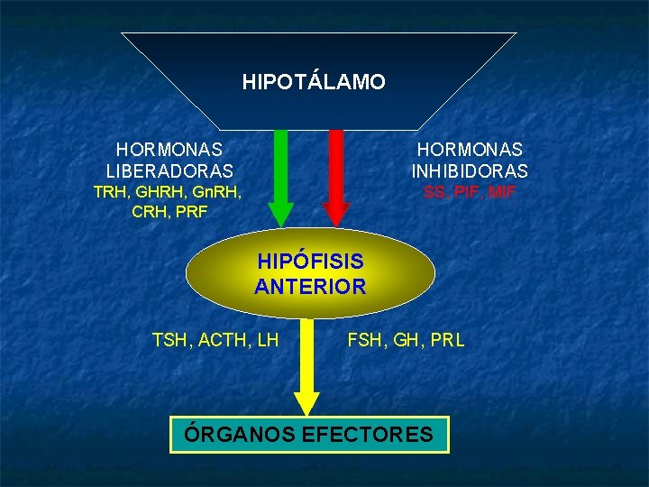 HIPOTÁLAMO HORMONAS LIBERADORAS HORMONAS INHIBIDORAS TRH, GHRH, Gn. RH, CRH, PRF SS, PIF, MIF