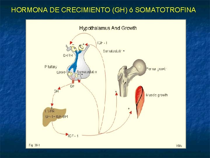 HORMONA DE CRECIMIENTO (GH) ó SOMATOTROFINA 