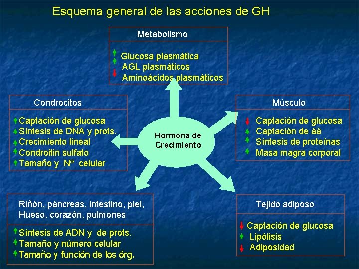 Esquema general de las acciones de GH Metabolismo Glucosa plasmática AGL plasmáticos Aminoácidos plasmáticos