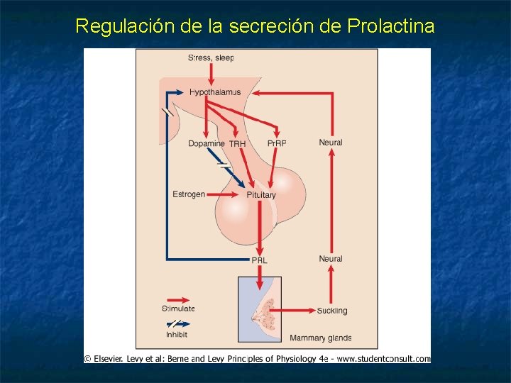 Regulación de la secreción de Prolactina 