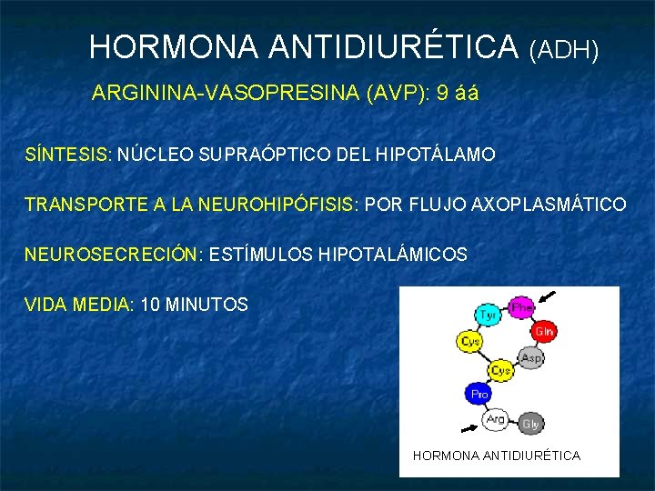 HORMONA ANTIDIURÉTICA (ADH) ARGININA-VASOPRESINA (AVP): 9 áá SÍNTESIS: NÚCLEO SUPRAÓPTICO DEL HIPOTÁLAMO TRANSPORTE A