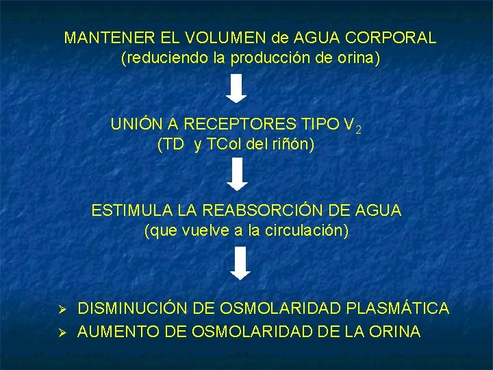 MANTENER EL VOLUMEN de AGUA CORPORAL (reduciendo la producción de orina) UNIÓN A RECEPTORES