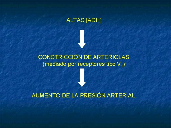 ALTAS [ADH] CONSTRICCIÓN DE ARTERIOLAS (mediado por receptores tipo V 1) AUMENTO DE LA