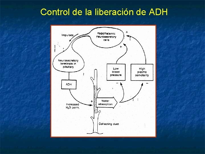 Control de la liberación de ADH 