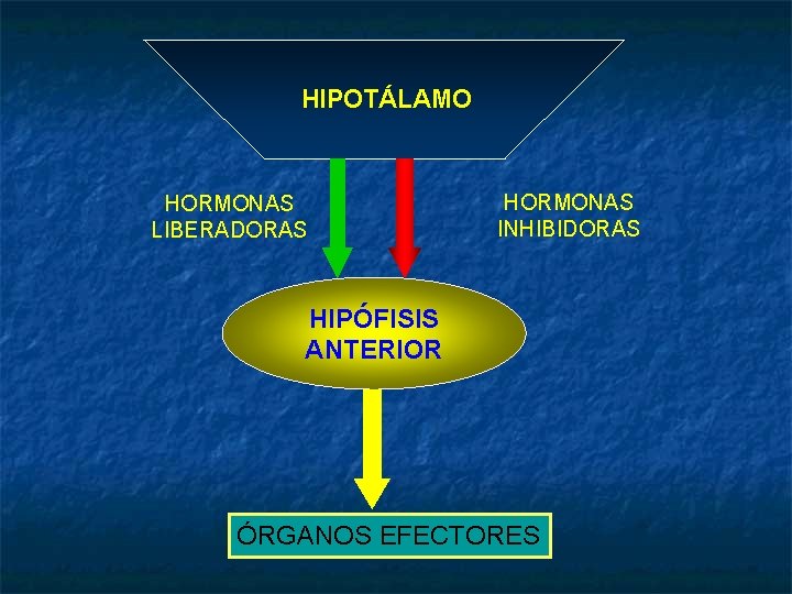 HIPOTÁLAMO HORMONAS LIBERADORAS HORMONAS INHIBIDORAS HIPÓFISIS ANTERIOR ÓRGANOS EFECTORES 