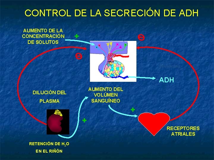 CONTROL DE LA SECRECIÓN DE ADH AUMENTO DE LA CONCENTRACIÓN DE SOLUTOS + VÍA