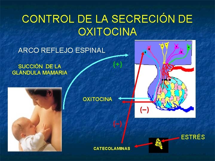 CONTROL DE LA SECRECIÓN DE OXITOCINA ARCO REFLEJO ESPINAL (+) SUCCIÓN DE LA GLÁNDULA