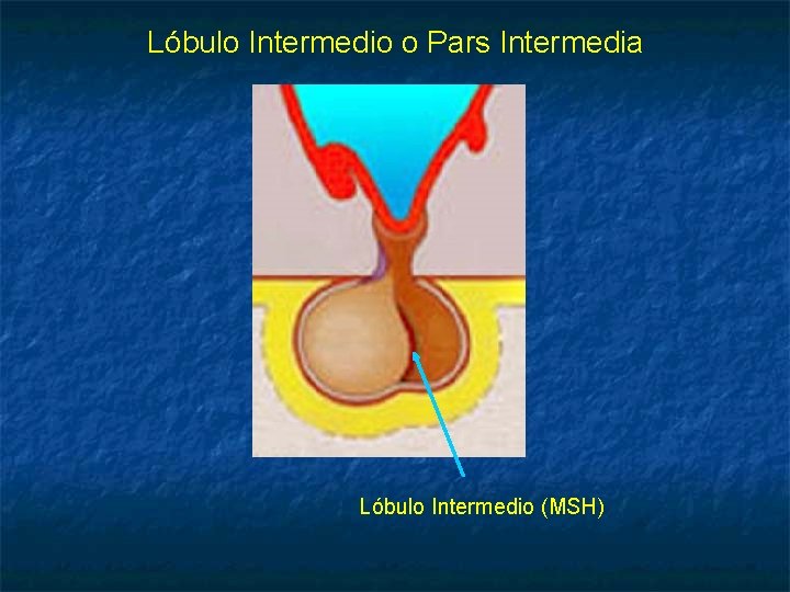 Lóbulo Intermedio o Pars Intermedia Lóbulo Intermedio (MSH) 