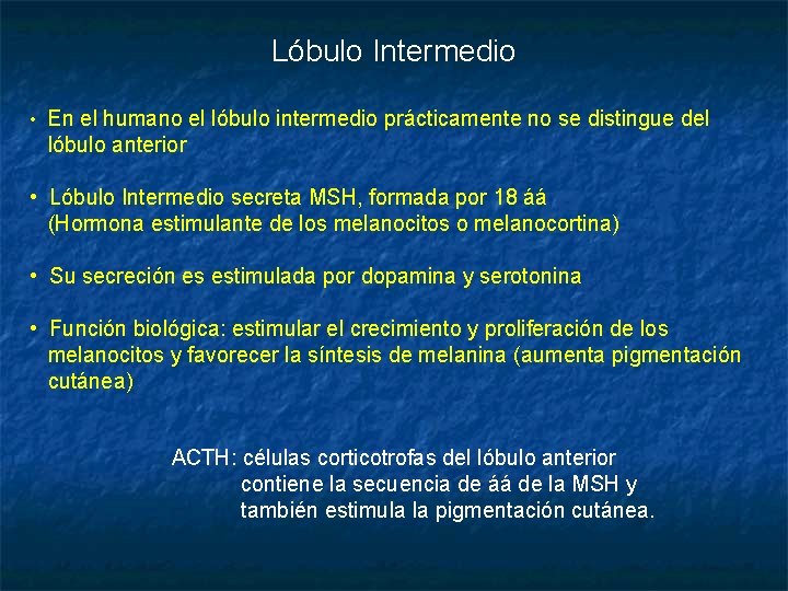 Lóbulo Intermedio • En el humano el lóbulo intermedio prácticamente no se distingue del