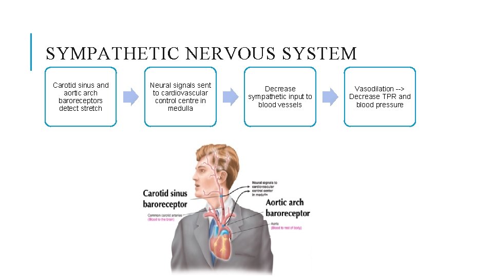 SYMPATHETIC NERVOUS SYSTEM Carotid sinus and aortic arch baroreceptors detect stretch Neural signals sent