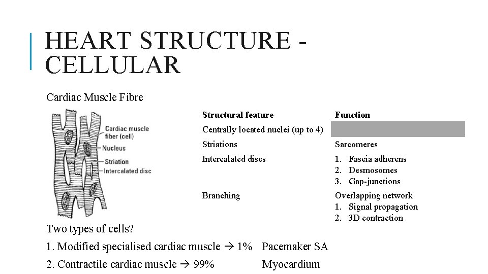 HEART STRUCTURE CELLULAR Cardiac Muscle Fibre Structural feature Function Centrally located nuclei (up to