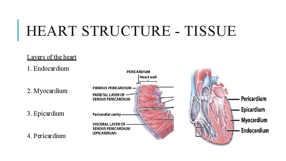 HEART STRUCTURE - TISSUE Layers of the heart 1. Endocardium 2. Myocardium 3. Epicardium