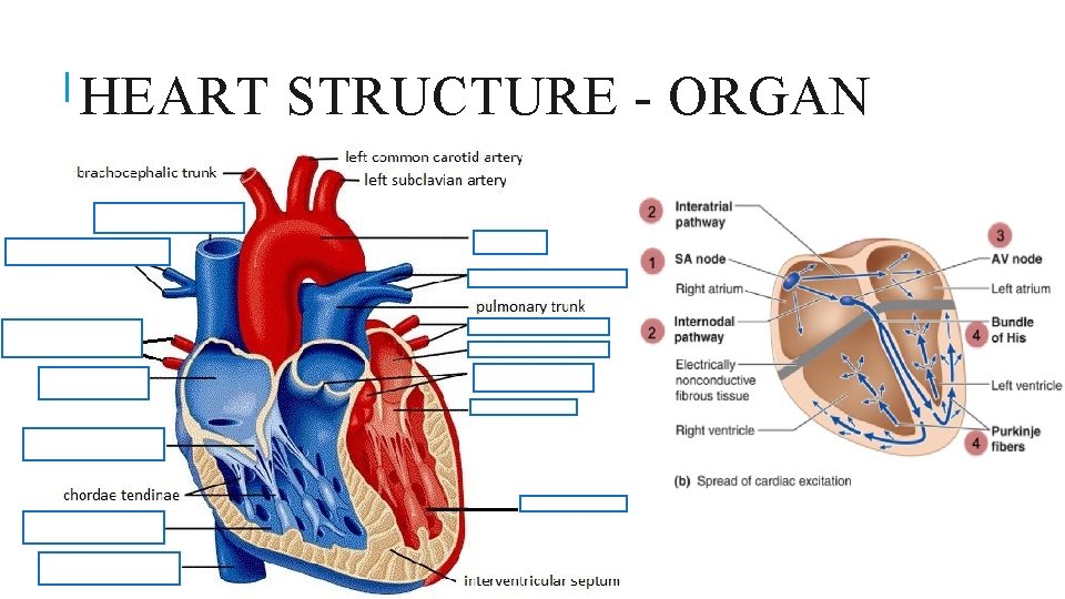 HEART STRUCTURE - ORGAN 