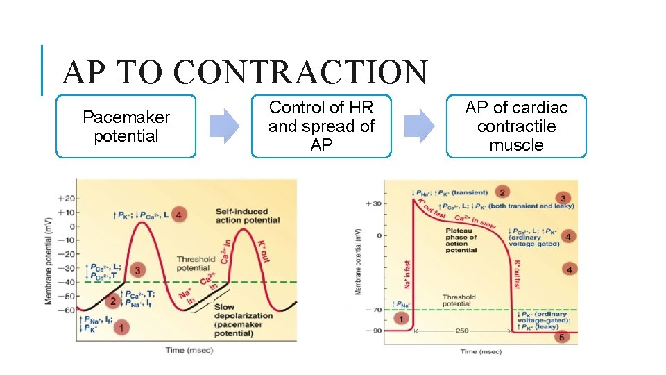 AP TO CONTRACTION Pacemaker potential Control of HR and spread of AP AP of
