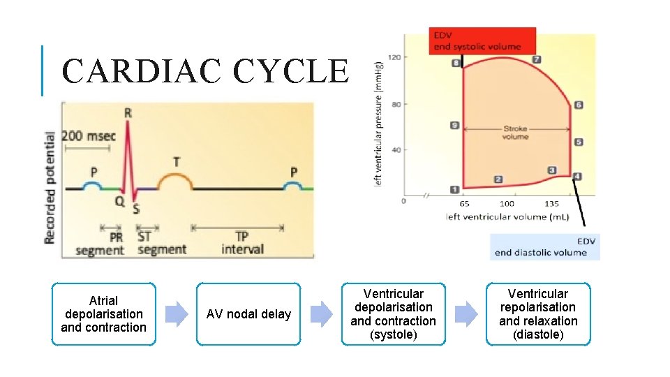 CARDIAC CYCLE Atrial depolarisation and contraction AV nodal delay Ventricular depolarisation and contraction (systole)
