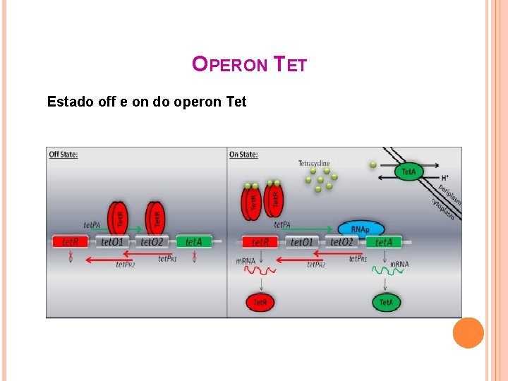 OPERON TET Estado off e on do operon Tet 