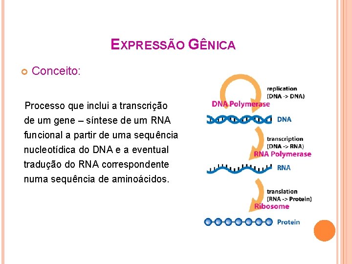 EXPRESSÃO GÊNICA Conceito: Processo que inclui a transcrição de um gene – síntese de