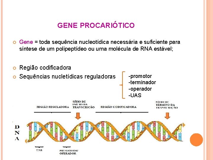 GENE PROCARIÓTICO Gene = toda sequência nucleotídica necessária e suficiente para síntese de um