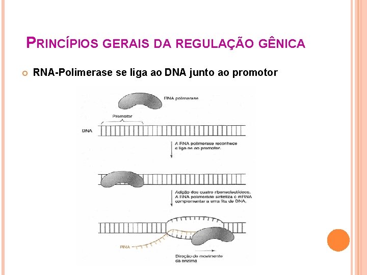 PRINCÍPIOS GERAIS DA REGULAÇÃO GÊNICA RNA-Polimerase se liga ao DNA junto ao promotor 