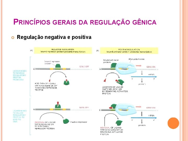 PRINCÍPIOS GERAIS DA REGULAÇÃO GÊNICA Regulação negativa e positiva 